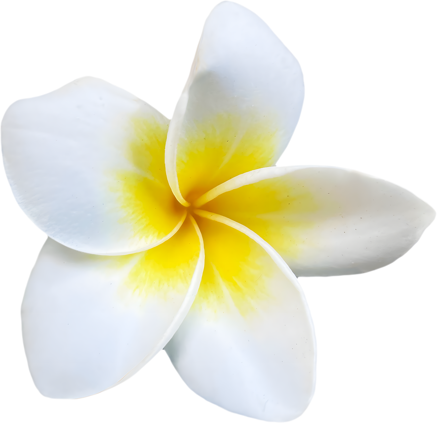 plumeria